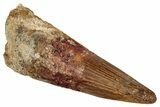 Bargain, Fossil Spinosaurus Tooth - Real Dinosaur Tooth #333666-1
